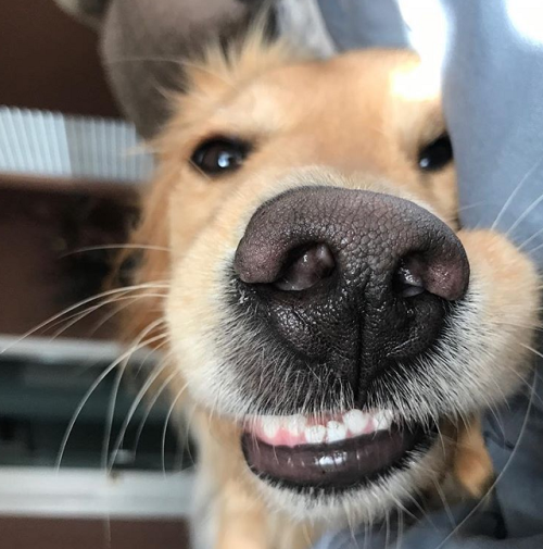 endless-puppies: Boop the snoot K lindooooos