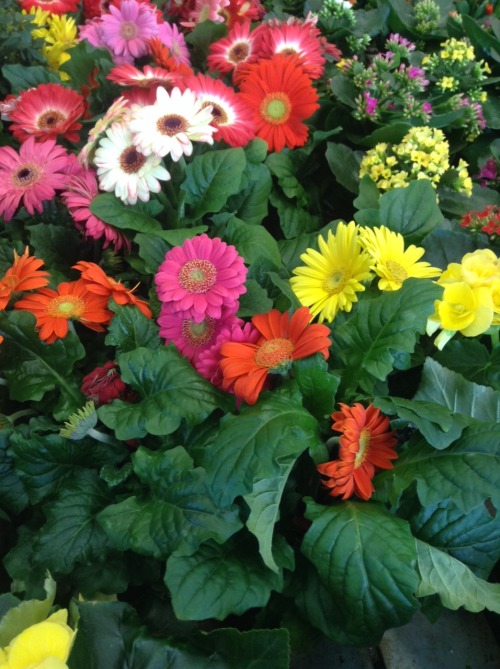 effervescentvibes:  plantilicious:  Garden centres make me happy 🌹🌻   good vibes here 