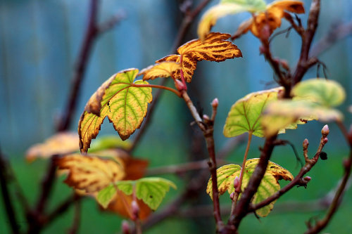 the colors of autumn by KaterinaRaed