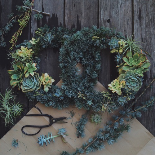 Wreaths one &amp; two: Cedrus atlantica &lsquo;pendula glauca&rsquo;, Echeveria, Aeonium