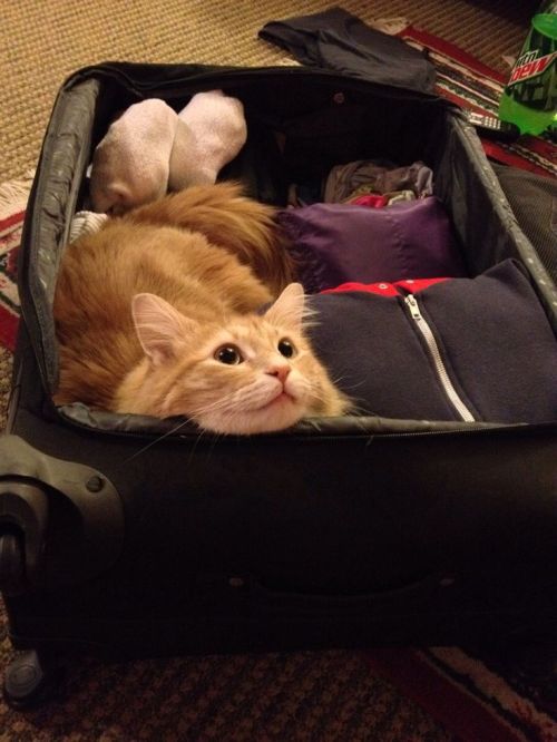 lolfactory:  you won’t leave me alone, right?☆ funny tumblr ☆ funny reblogs