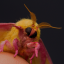 dailybugfacts