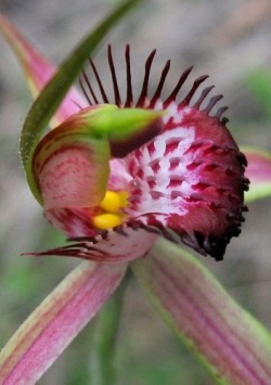 Flowersgardenlove:  Caladenia Arenicola Flowers Garden Love