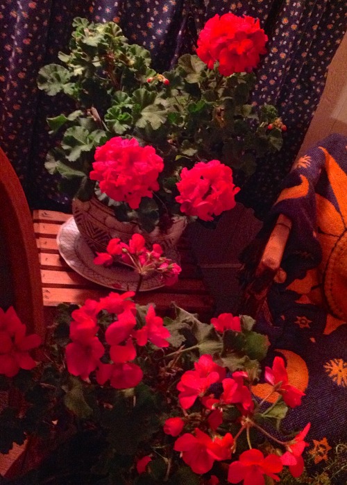 15° F outside and the geraniums still don&rsquo;t want to give up summer.
