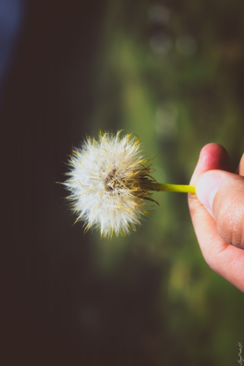 A un soplido 1.0│Momentos Fotografía │Instagram