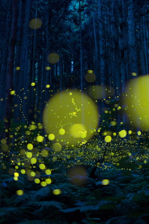 lifeisverybeautiful:Firefly via 燈火 PHOTOHITO