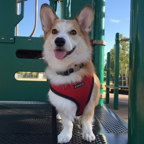 Playground king 🙃