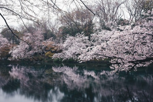 takashiyasui:Tokyo in spring
