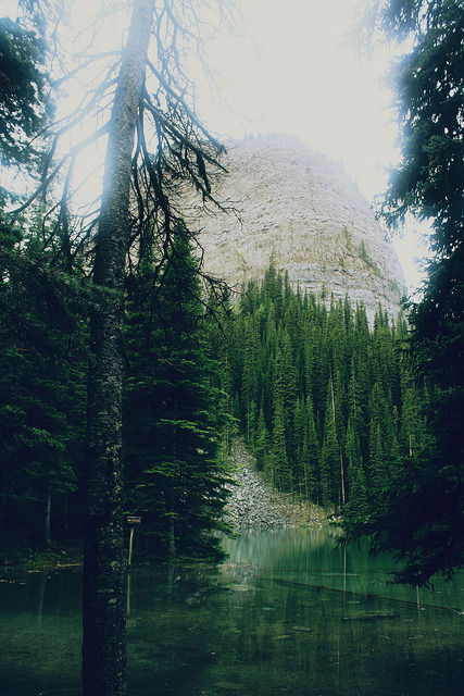raises:  nature/vintage blog    