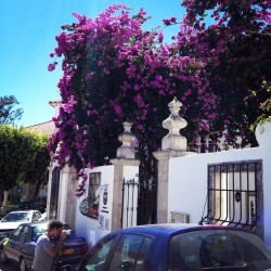 So Beautiful Here.  #Portugal #Travels #Europe #Pretty #Fatima #Neverwannaleave #Purple