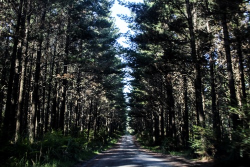 Te Arai Beach, about an hour north of Auckland, NZ. White sands and pine forests surrounded by typic