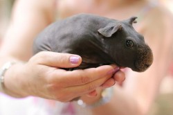 awwww-cute:  A shaved guinea pig looks like