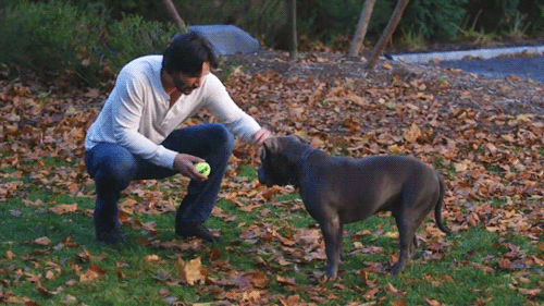 parks-and-rex: boobies-are-candy:  parks-and-rex:   parks-and-rex:   mcthedoodler:   parks-and-rex:   parks-and-rex:   parks-and-rex:   justcuchu:   parks-and-rex:   parks-and-rex:  REBLOG IF YOU LOVE DOGS     MAYBE I’M SMALL AND EMOTIONALLY UNSTABLE