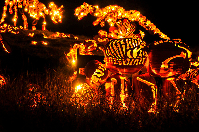 moshita:  Killer Pumpkin Arrangements at the Great Jack O’Lantern Blaze  Held every