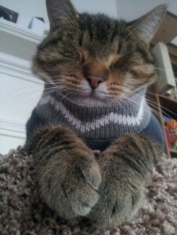 ohnoagremlin: ishimooru: tesla took a nap in his sweater   i love when sleepy cats open their eyes but don’t commit to it  