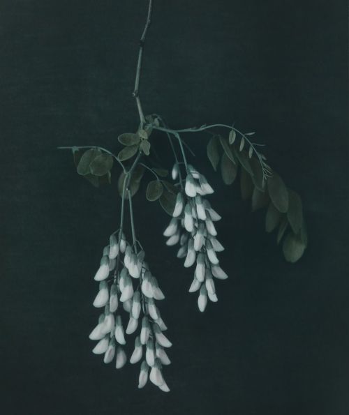 arsvitaest: Ingar Krauss, Untitled (Black locust blossom), Zechin, 2014, gelatin silver print with a