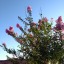 deixe-se-florescer