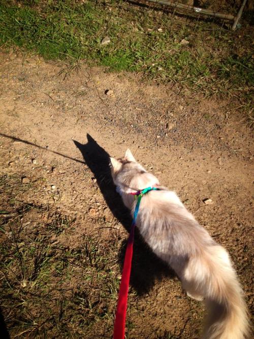 My cat “Cat” taking a stroll in his new rainbow harness and lead.