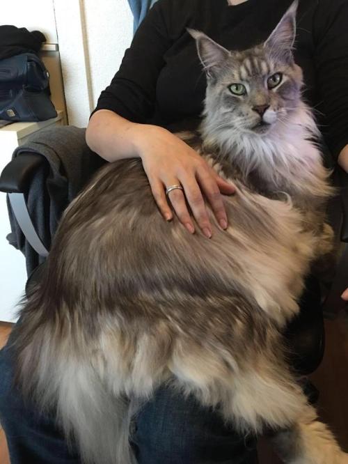 cutekittensarefun:My coon boy Loki. He’s so big, but still wants to be on my lap.