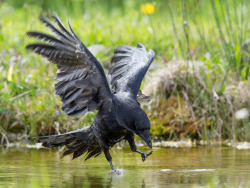 Theraptorcage:  Carrion Crow 