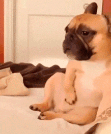 finofilipino:  Sabes que esta noche vas a acabar como este perro.