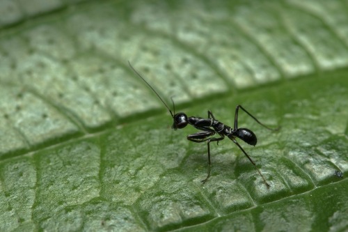 bettalbimarginata: onenicebugperday:Asian ant mantis, Odontomantis planiceps, HymenopodidaeFound thr