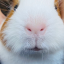 chonky-potatoes