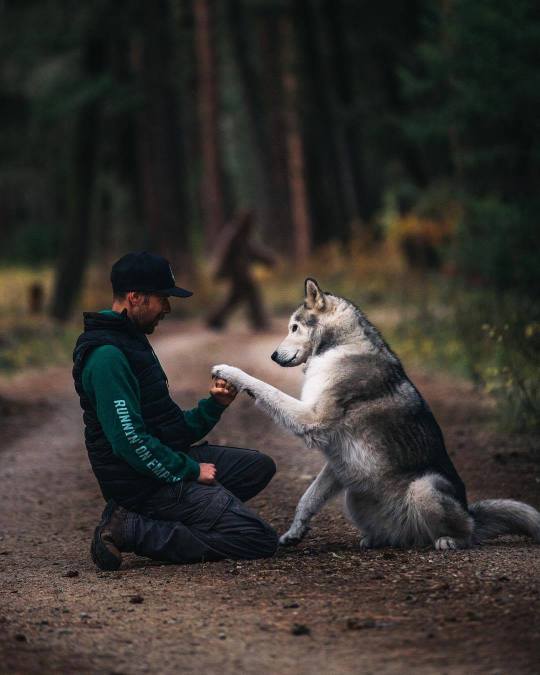 Meet Loki the Wolfdog and his friends.