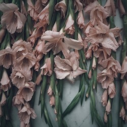floralls:    by dromelot  