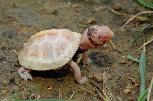 emerald-of-the-eight:A freshly-hatched eastern box turtle [Terrapene carolina carolina] with albinis