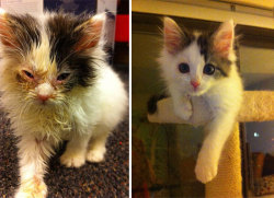 letslivlavlaf:  Then And Now Pictures Of Rescued Cats Transformations  Hold on while I cry! How can anyone be so cruel to a helpless being!?!?!