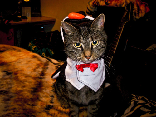 mykeowns:zeldacatonaleash:Happy Halloween from the cutest penguin @mostlycatsmostly