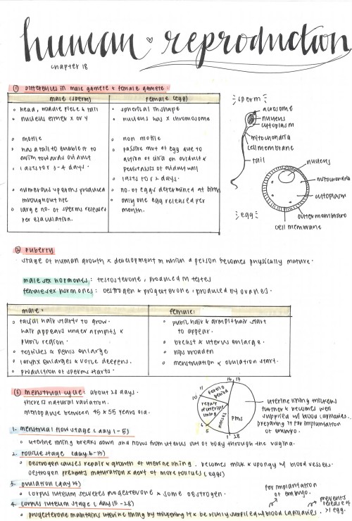 studious-annabeth:  Aug 13, 2016 | Biology - Human Reproduction (Chapter 18) 