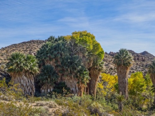 padrickphotos:Fun desert plants. Joshua Tree National Park, CA. 2017.