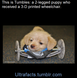 ultrafacts:   A puppy born without his front