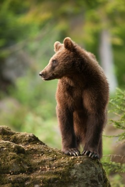 beautiful-wildlife:  The Little One by Sven