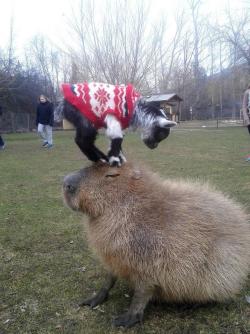 animals-riding-animals:  goat riding capybara