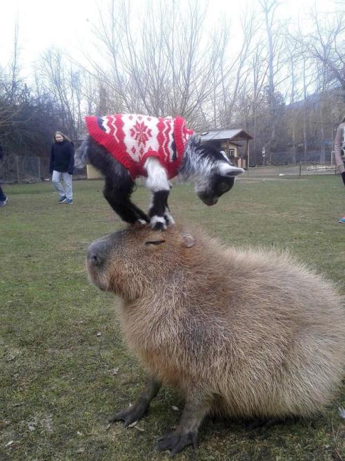 jumpingjacktrash:animals-riding-animals:goat riding capybaracapybaras are so chill i can’t