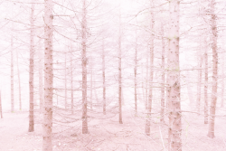 princesskealie: ☁ Winter Forest Please do not remove caption or self-promote. 