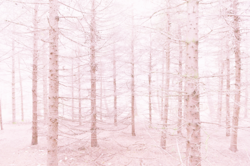 princesskealie:☁ Winter ForestPlease do not remove caption or self-promote.