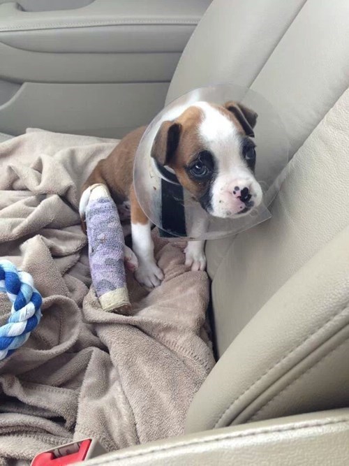 cute-overload:  Some Pups Learn of the Cone of Shame Too Earlyhttp://cute-overload.tumblr.com