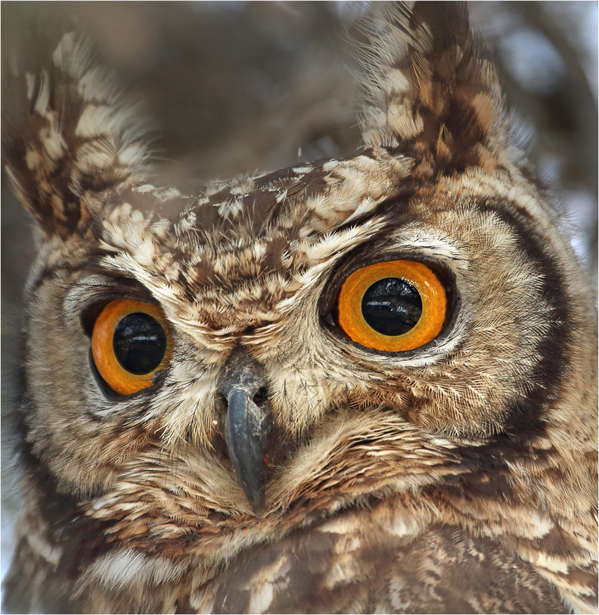 featheroftheowl:  Spotted Eagle-Owl by Sandra OTR 