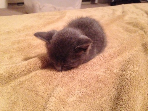 disgustinganimals: fusterclucked: eyefocusing:he smol thought we wouldn’t notice with that dec