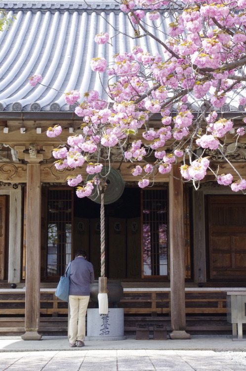 桜本坊（Sakuramotoboh Temple : Yoshino.Nara） 吉野に桜が多い理由は、修験道の開祖である役行者が大峰山上で一千日の修行を行った際、蔵王権現を感得し、その像を彫り込んだ