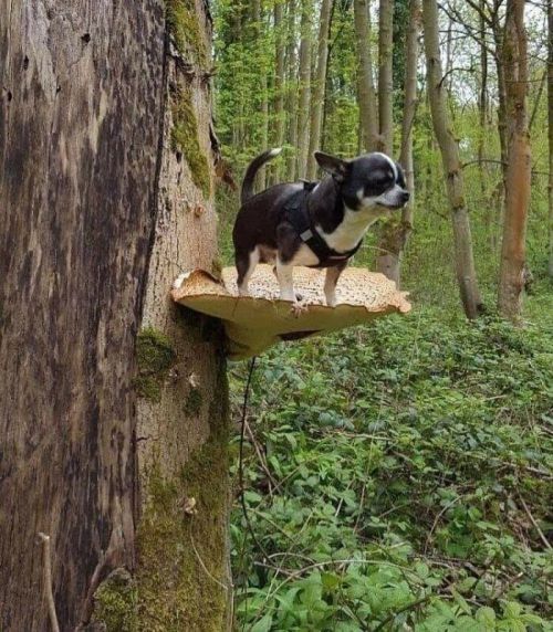 cuteanimals-only:TIL dogs on mushrooms is a thing