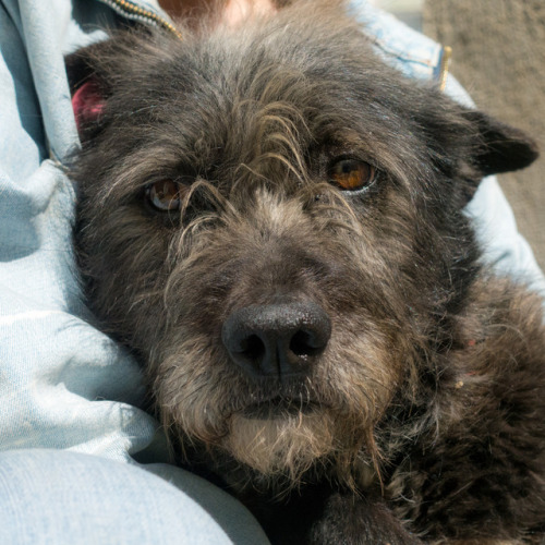 Bibi, 1.5-year-old medium sized dog, Zaza Panaskertel-Tsitsishvili St • ბიბი, 1.5 წლის, მეტისი, საშუ