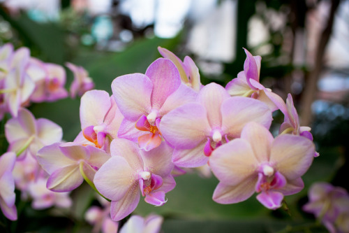 Pink Orchid Flowers By Dvoevnore .