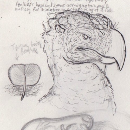 #hippogriff #bust #sketch And #featherstudy For A #creaturedesign I've Been Working On. The Scan Might