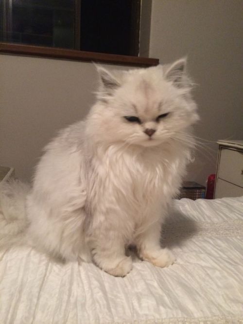 decemberswifts: animalsdancing: Super grumpy because we woke her up from cuddling the pig THIS CAT I