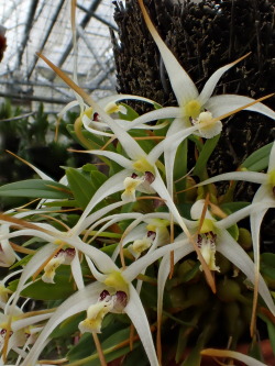 orchid-a-day:  Dendrobium fariniferumSyn.: Diplocaulobium fariniferum May 19, 2015 